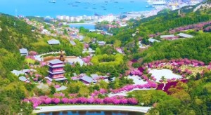 4月20日至5月5日威海赤山景區(qū)邀您共度浪漫櫻花季！